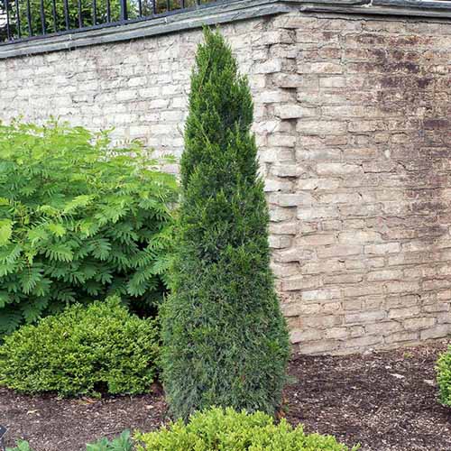 A square image of a tall, thin 'Spartan' juniper growing in the garden with a brick wall in the background.