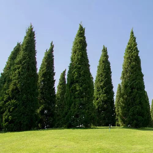 A square image of spartan juniper trees growing in a park pictured in bright sunshine on a blue sky background.