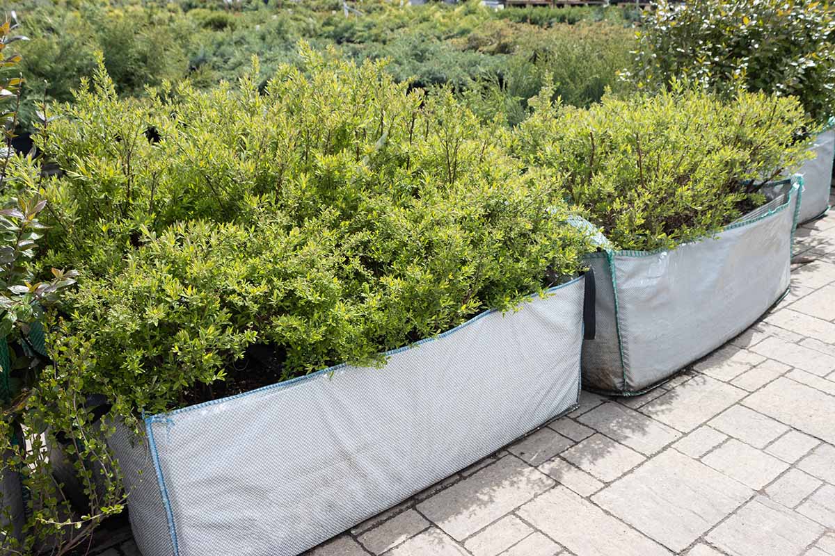 A close up horizontal image of rows of spirea shrubs growing in containers in grow bags.