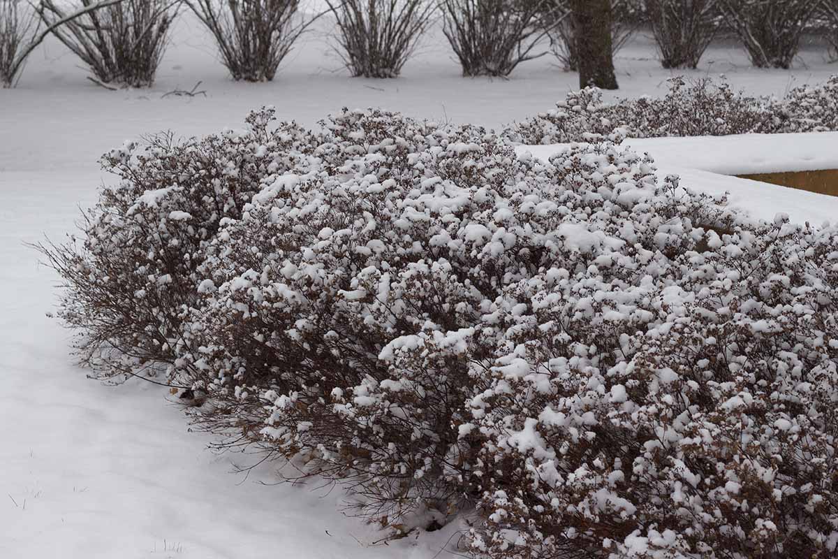 A horizontal image of spirea hedging covered with snow in winter.