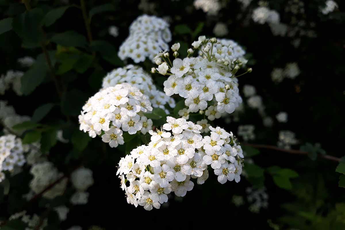 A close up horizontal image of the white flowers of spirea pictured on a soft focus background.