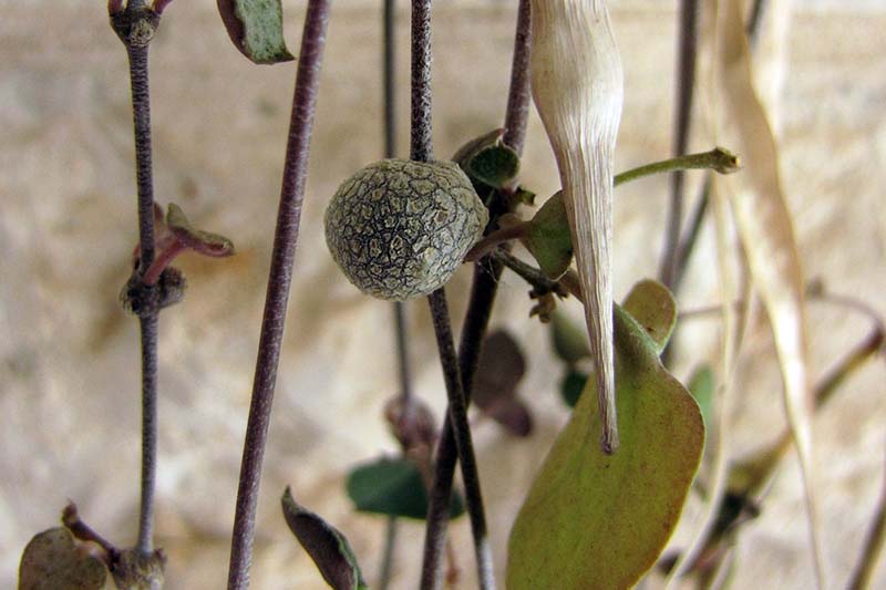 A close up horizontal image of an air tuber on a Ceropegia woodii vine.