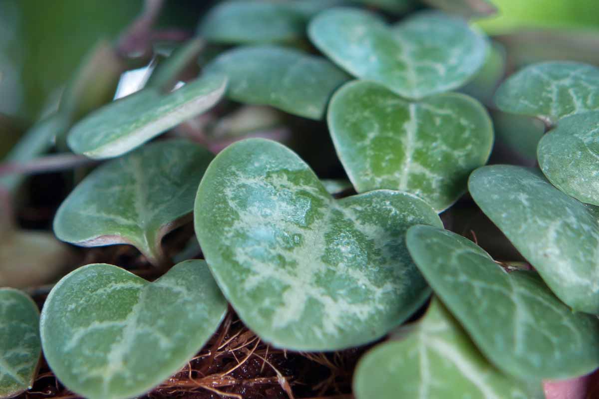 A close up horizontal image of the foliage of string of hearts (Ceropegia woodii) growing in a pot.