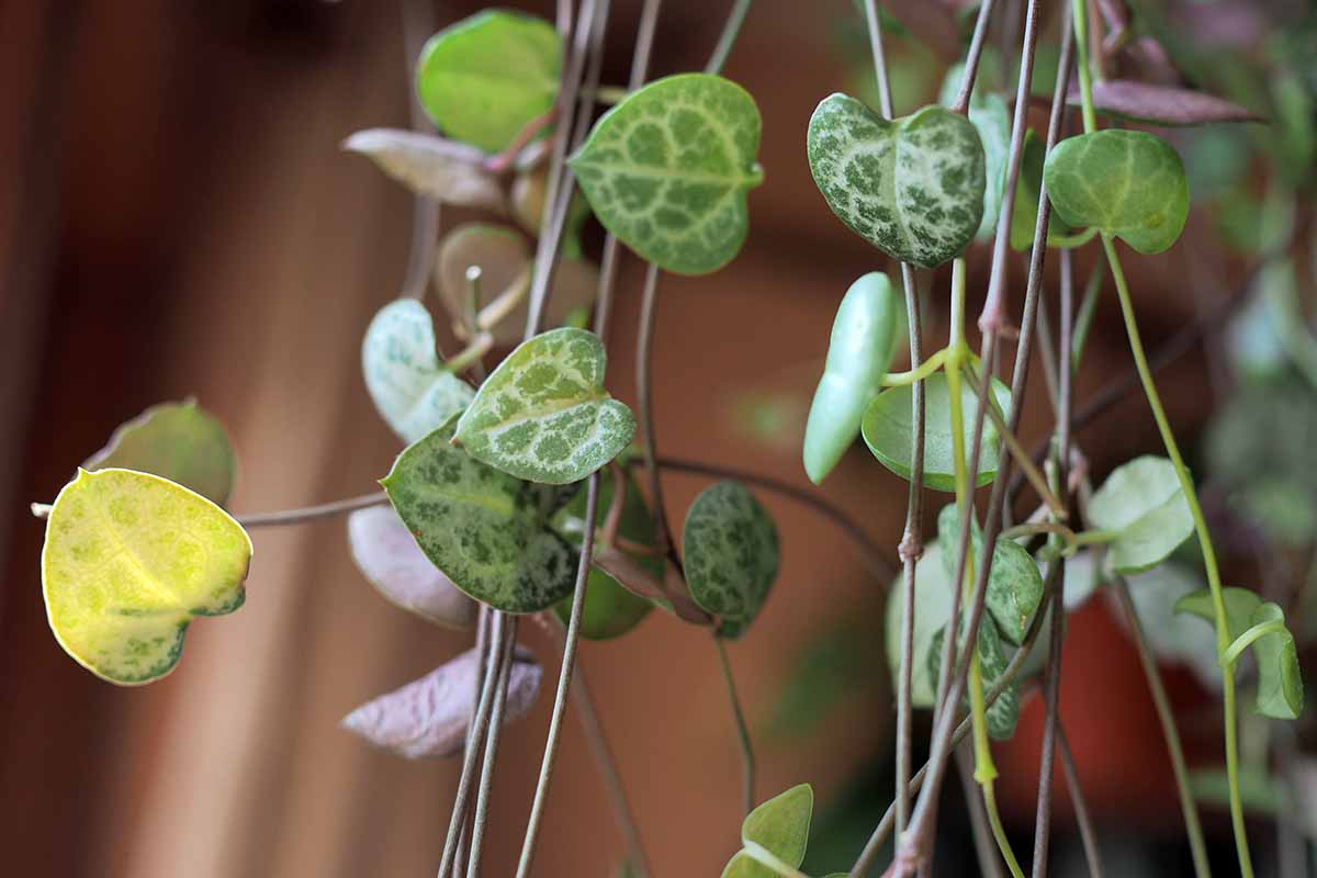 A close up horizontal image of a string of hearts (Ceropegia woodii) vine spilling over the side of a pot pictured on a soft focus background.