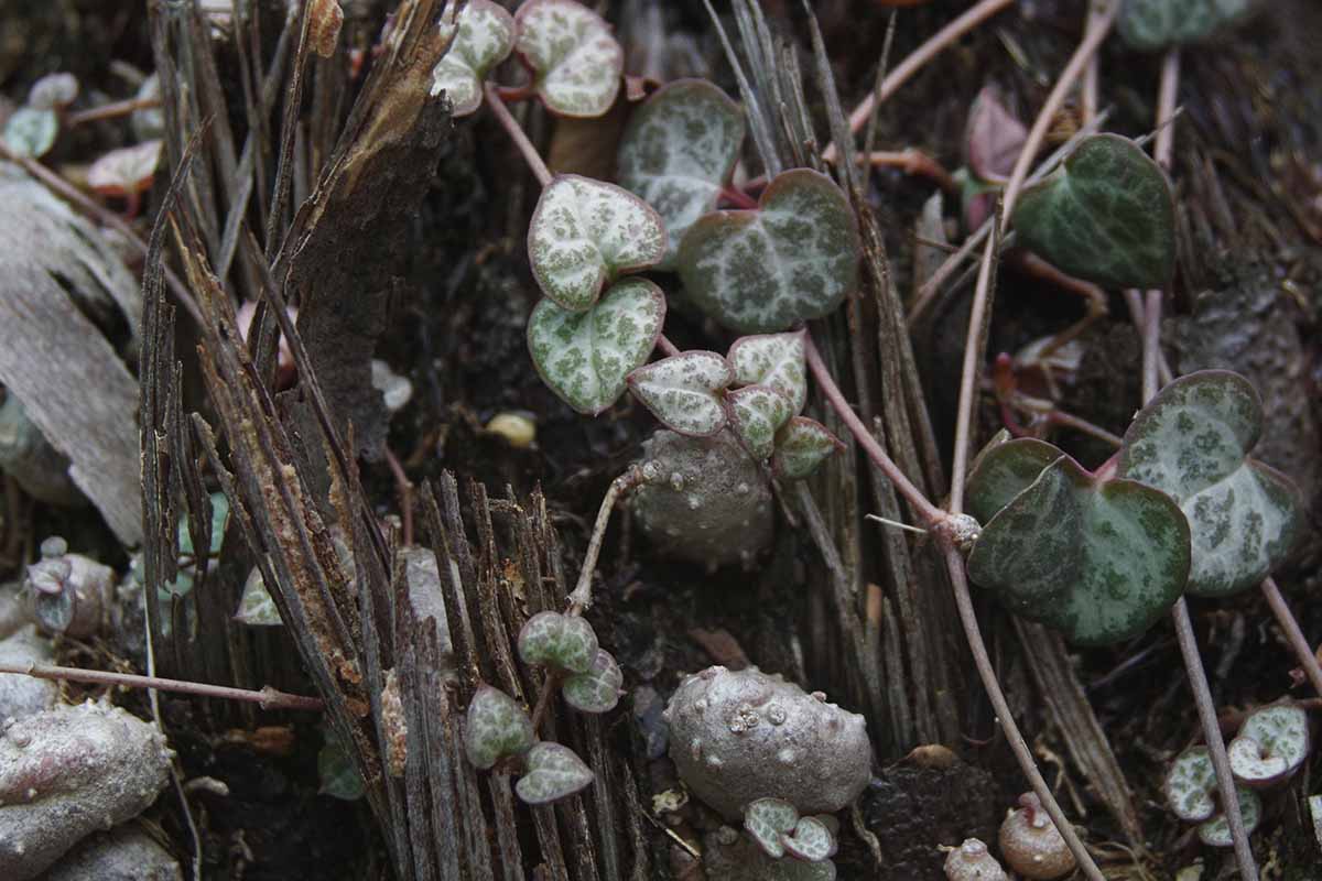 A close up horizontal image of string of hearts (Ceropegia woodii) growing wild.