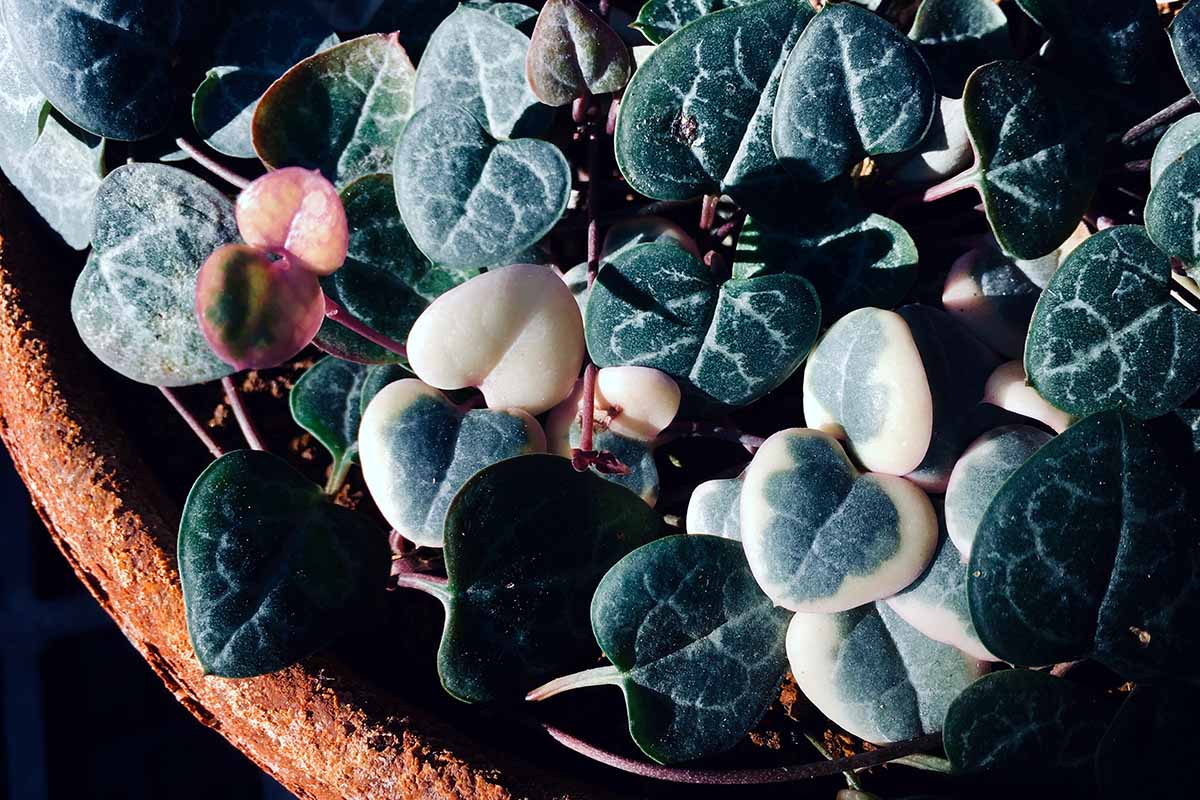A close up horizontal image of the foliage of string of hearts (Ceropegia woodii) growing in a terra cotta pot pictured in light sunshine.