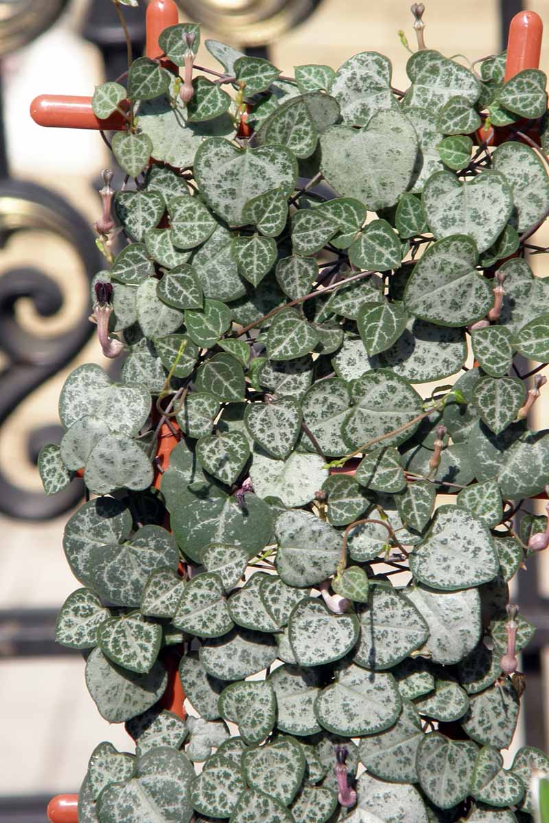 A close up vertical image of a string of hearts (Ceropegia woodii) vine trained to grow up a trellis.