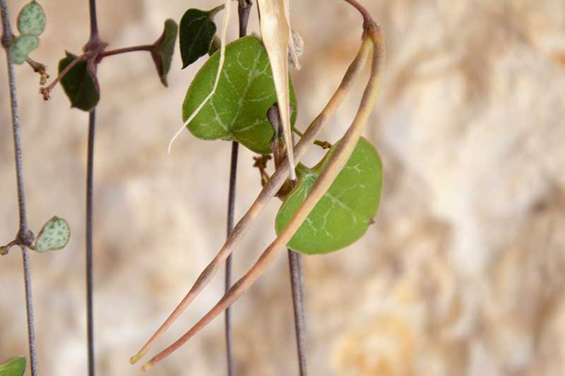 A close up horizontal image of a string of hearts vine (Ceropegia woodii) with mature seed pods.