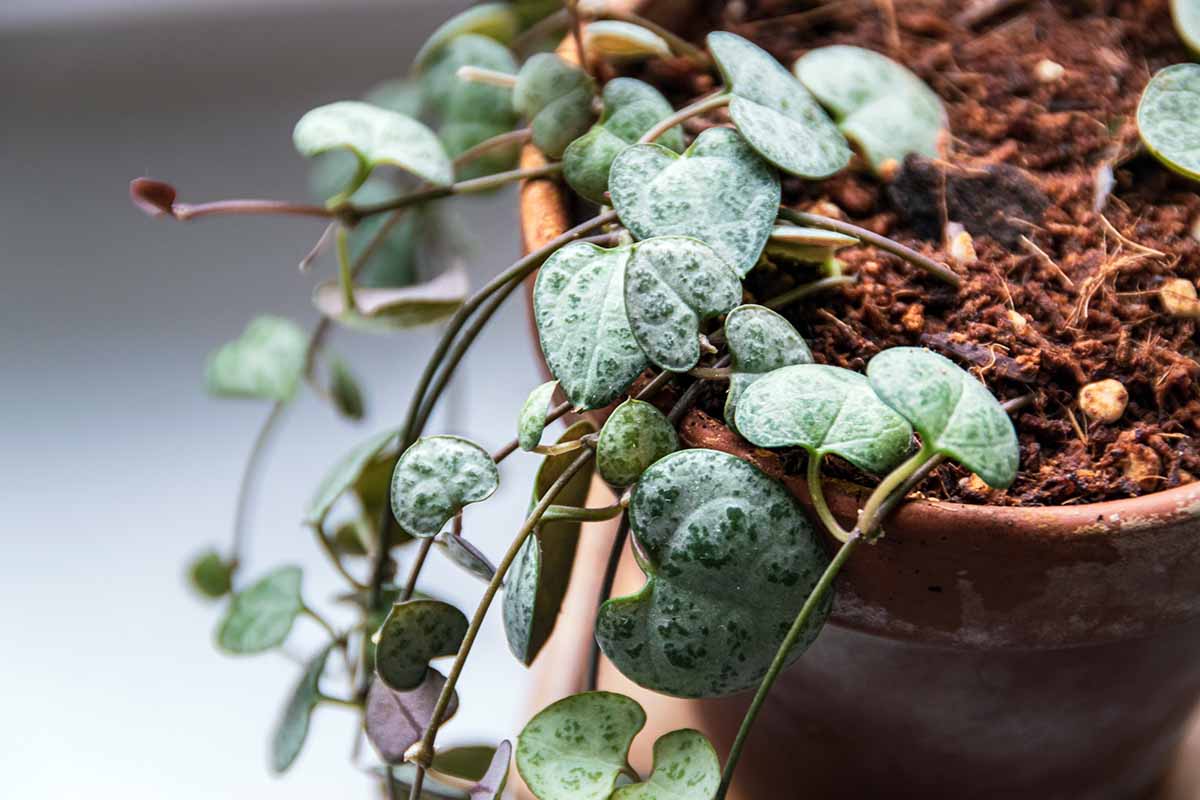 A close up horizontal image of a string of hearts (Ceropegia woodii) growing in a terra cotta pot pictured on a soft focus background.