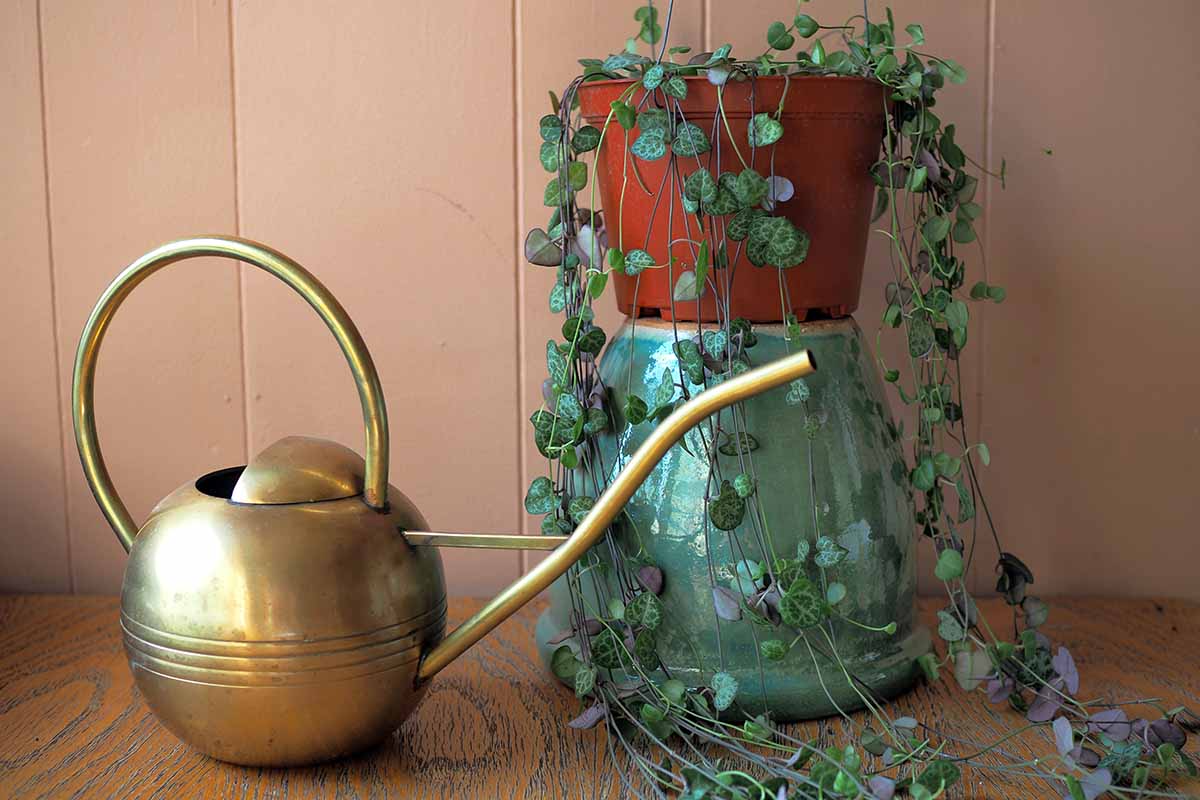 A close up horizontal image of a potted string of hearts (Ceropegia woodii) vine with a brass watering can set on a wooden surface.