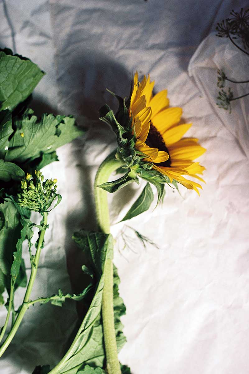 A close up vertical image of a sunflower set on kraft paper.