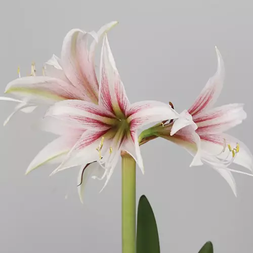 A close up horizontal image of a Hippeastrum 'Sweet Lillian' flower pictured on a gray background.