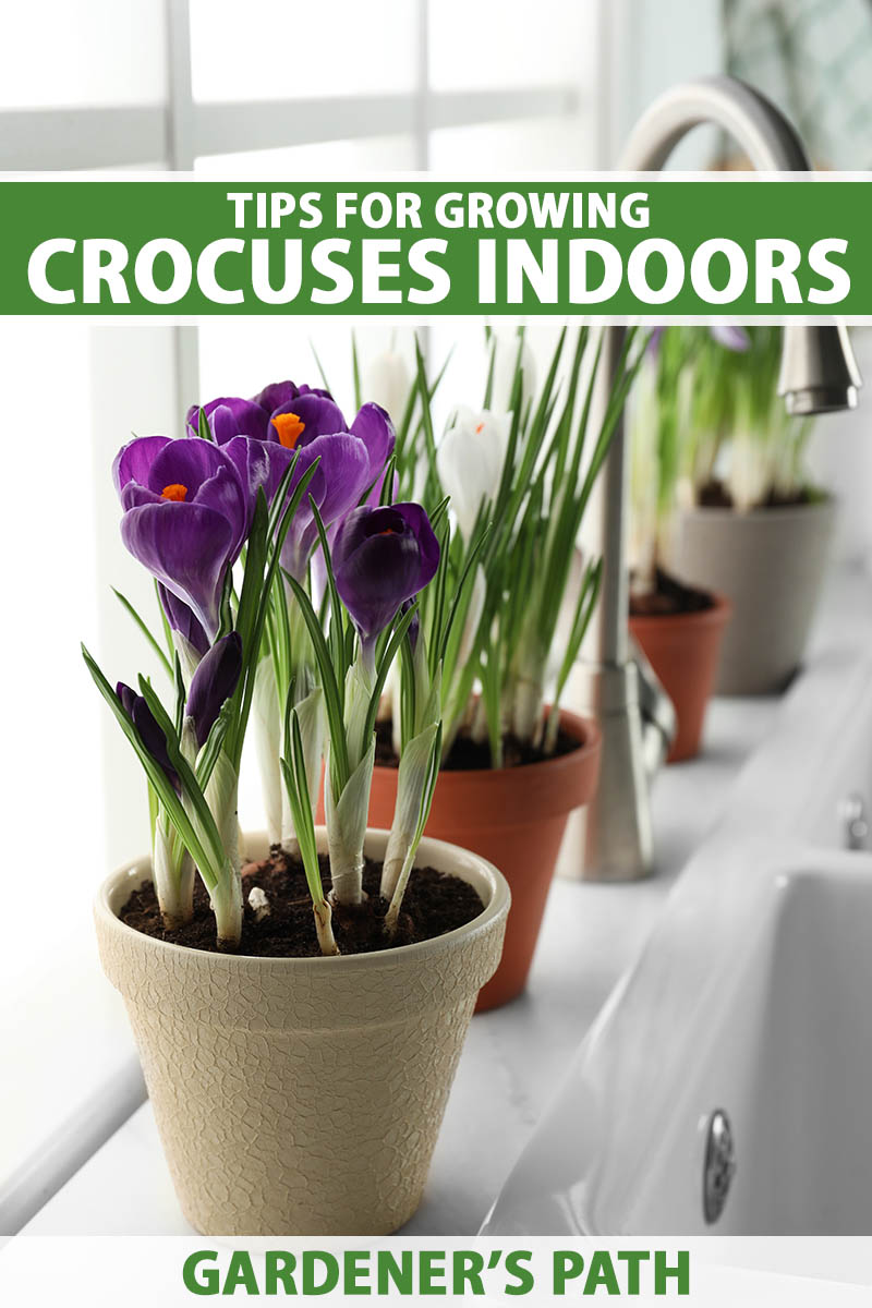 A close up vertical image of crocus flowers in a small pot set on a windowsill behind a kitchen basin. To the top and bottom of the frame is green and white printed text.