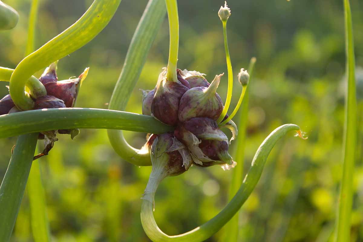 Walking Onions - 2 Bare Root Plants - Heirloom Multiplier Tree Onions For Garden