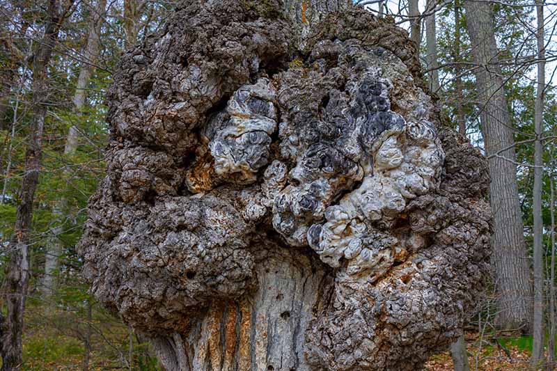 A close up horizontal image of a large canker or burr knot growing on the trunk of a tree.