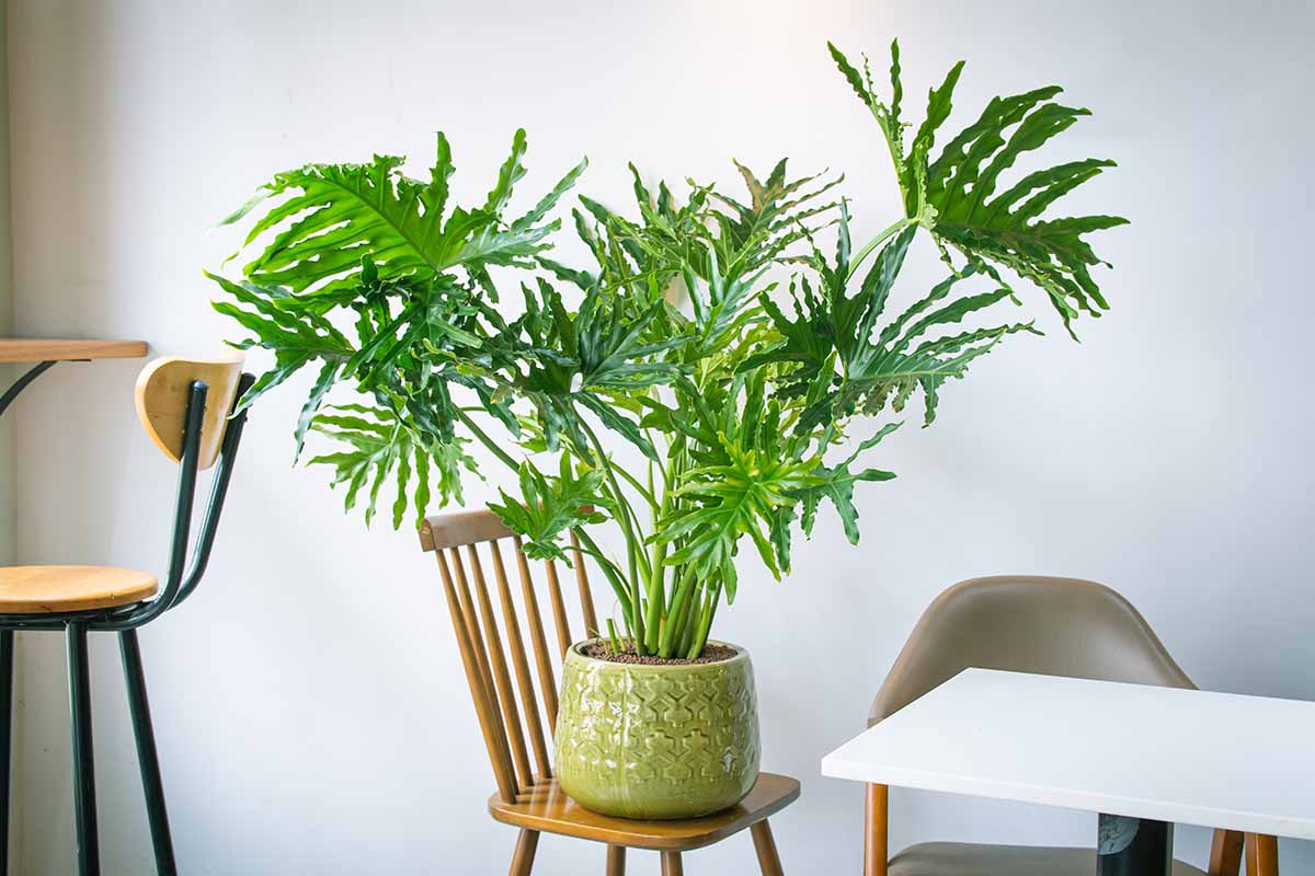 A horizontal image of a tree philodendron houseplant set on a wooden chair.