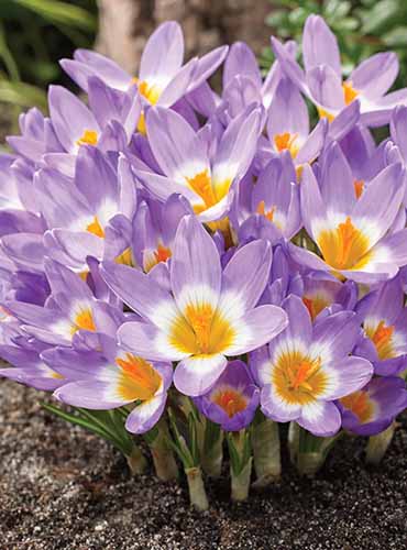 A close up of 'Tricolor' crocus flowers growing in the garden.