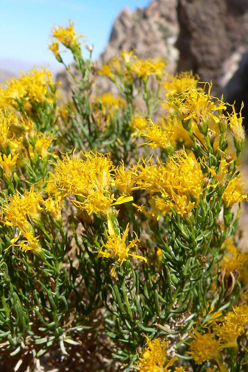 A close up vertical image of the bright yellow flowers and green foliage of a turpentine bush growing wild.