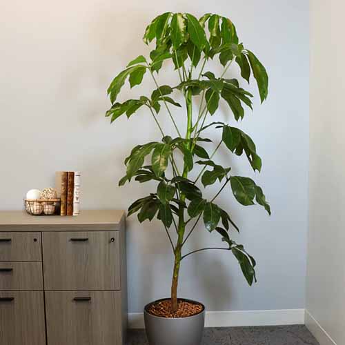 A square image of a potted umbrella tree growing as a houseplant.
