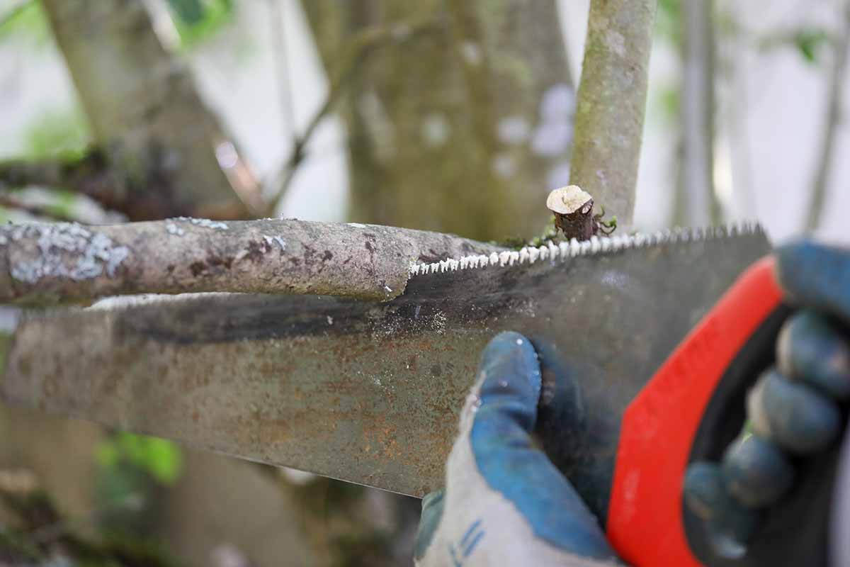 A close up horizontal image of a gardener using a saw to undercut a branch of a tree.