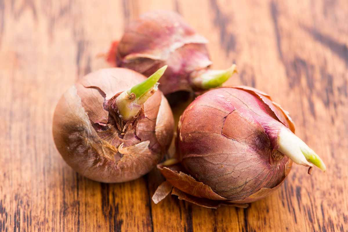 A close up horizontal image of the underground bulbs of Egyptian walking onions, cured and set on a wooden surface.