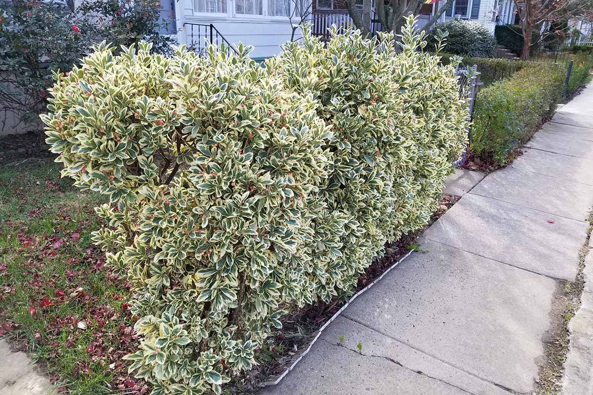 A green and white variegated Euonymus shrub cut into a hedge next to a sidewalk in front of a house with white siding.