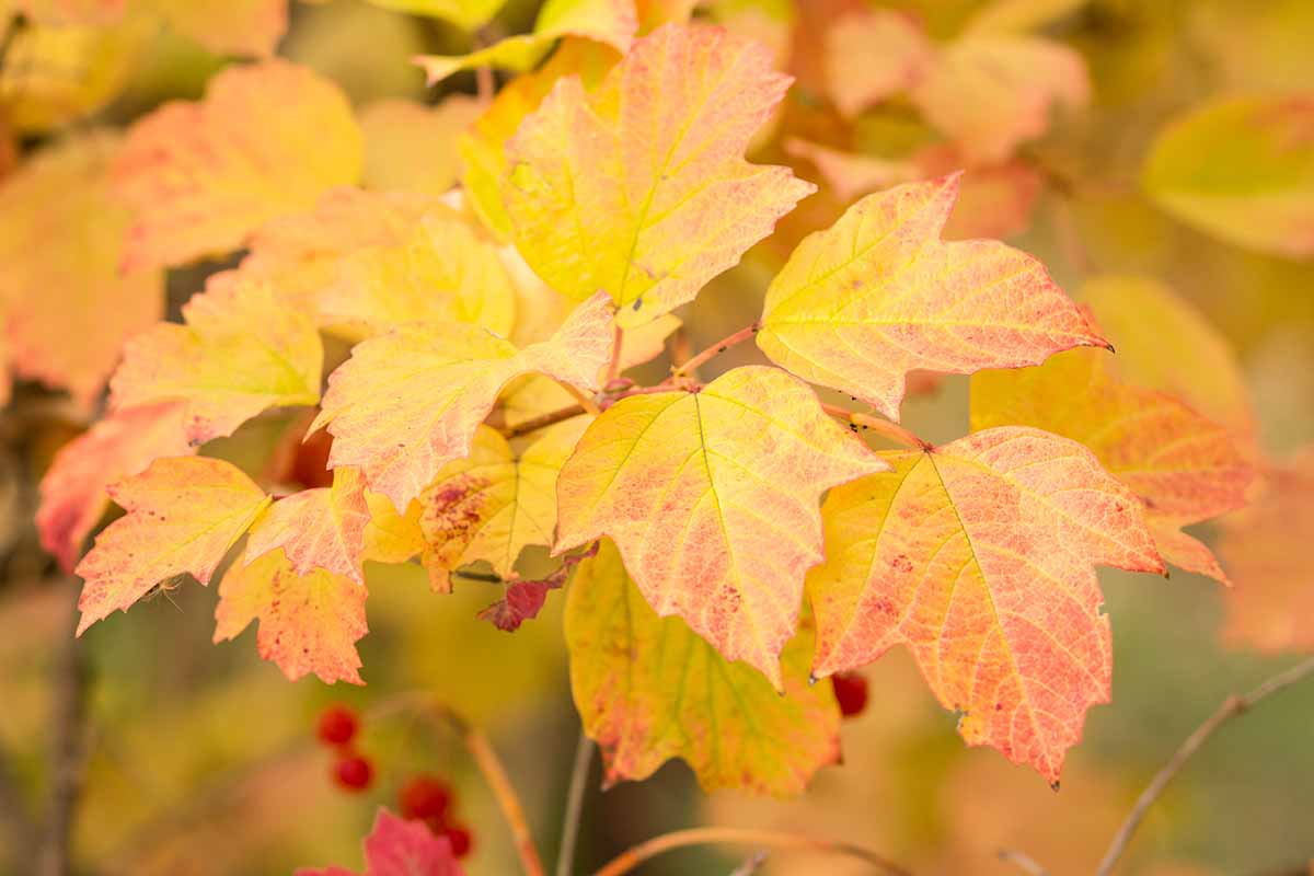 A close up horizontal image of the vibrant fall foliage of common viburnum pictured on a soft focus background.