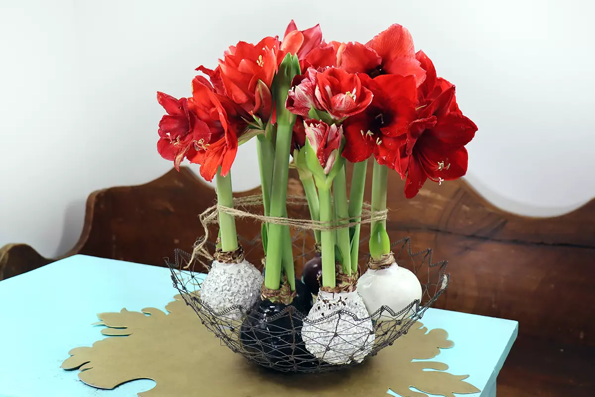 A close up horizontal image of waxed amaryllis bulbs in full bloom set on a blue table.