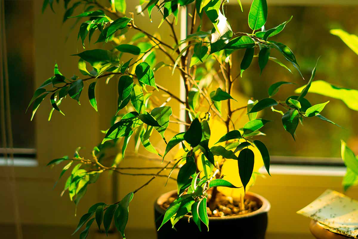 Una imagen horizontal de cerca de una higuera llorona que crece como una planta de interior representada en un fondo de enfoque suave.