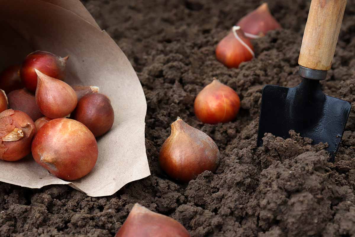 A close up horizontal image of flower bulbs being planted in the garden with a black and wooden trowel stuck in the rich earth.