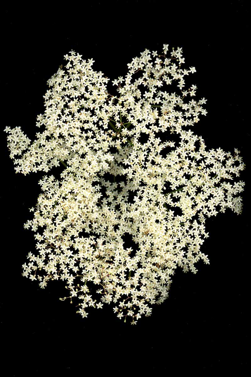 A close up vertical image of white flowers on a dark background.