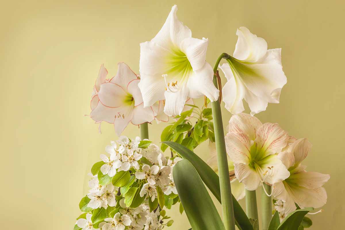 A close up horizontal image of different types of Hippeastrum pictured on a soft focus background.