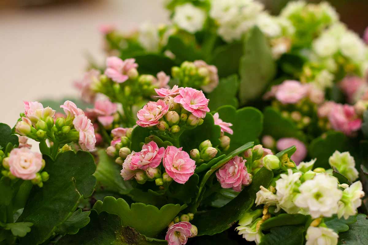 A close up horizontal image of pink and white florist's kalanchoe flowers growing in pots.