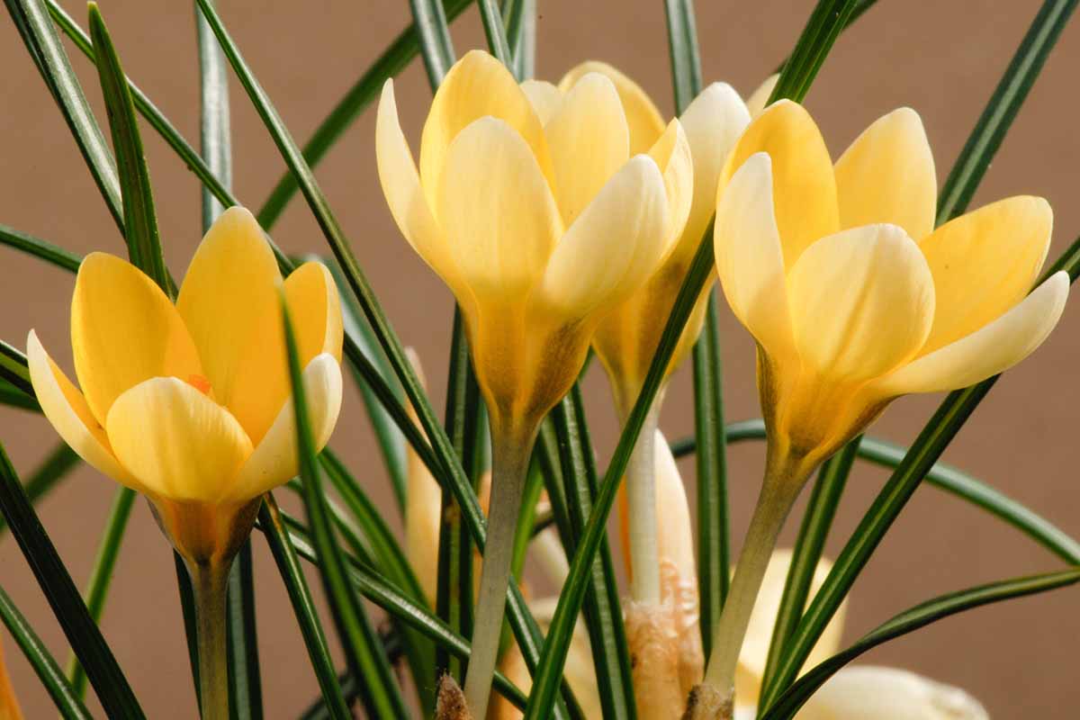 A close up horizontal image of yellow crocus flowers growing in a pot pictured on a soft focus background.