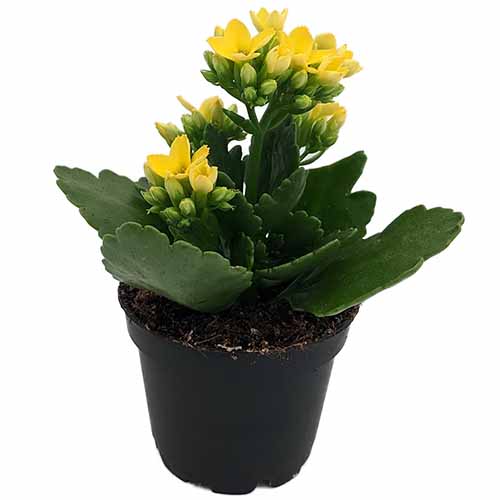 A close up of a yellow kalanchoe plant in a small pot isolated on a white background.
