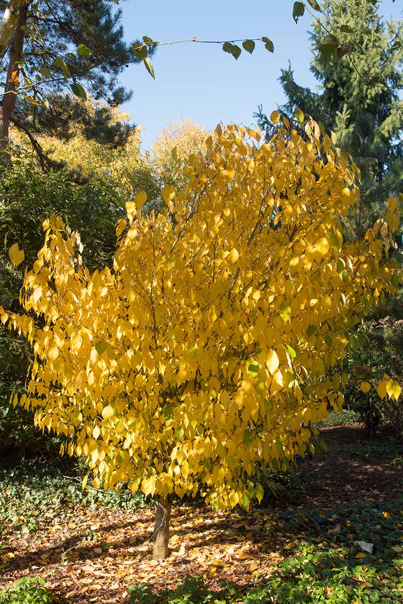 A vertical image of the yellow fall foliage of spicebush pictured in light filtered sunshine.