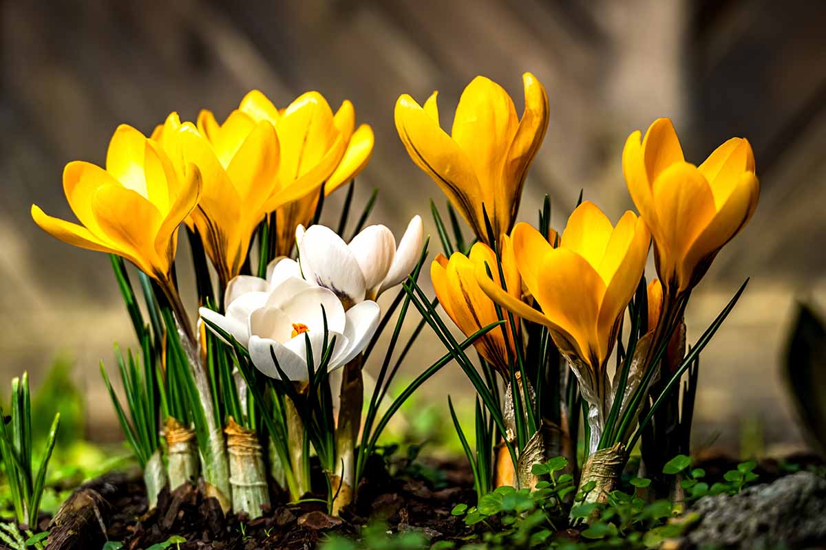 A close up horizontal image of yellow and white crocus flowers growing in a planter pictured on a soft focus background.
