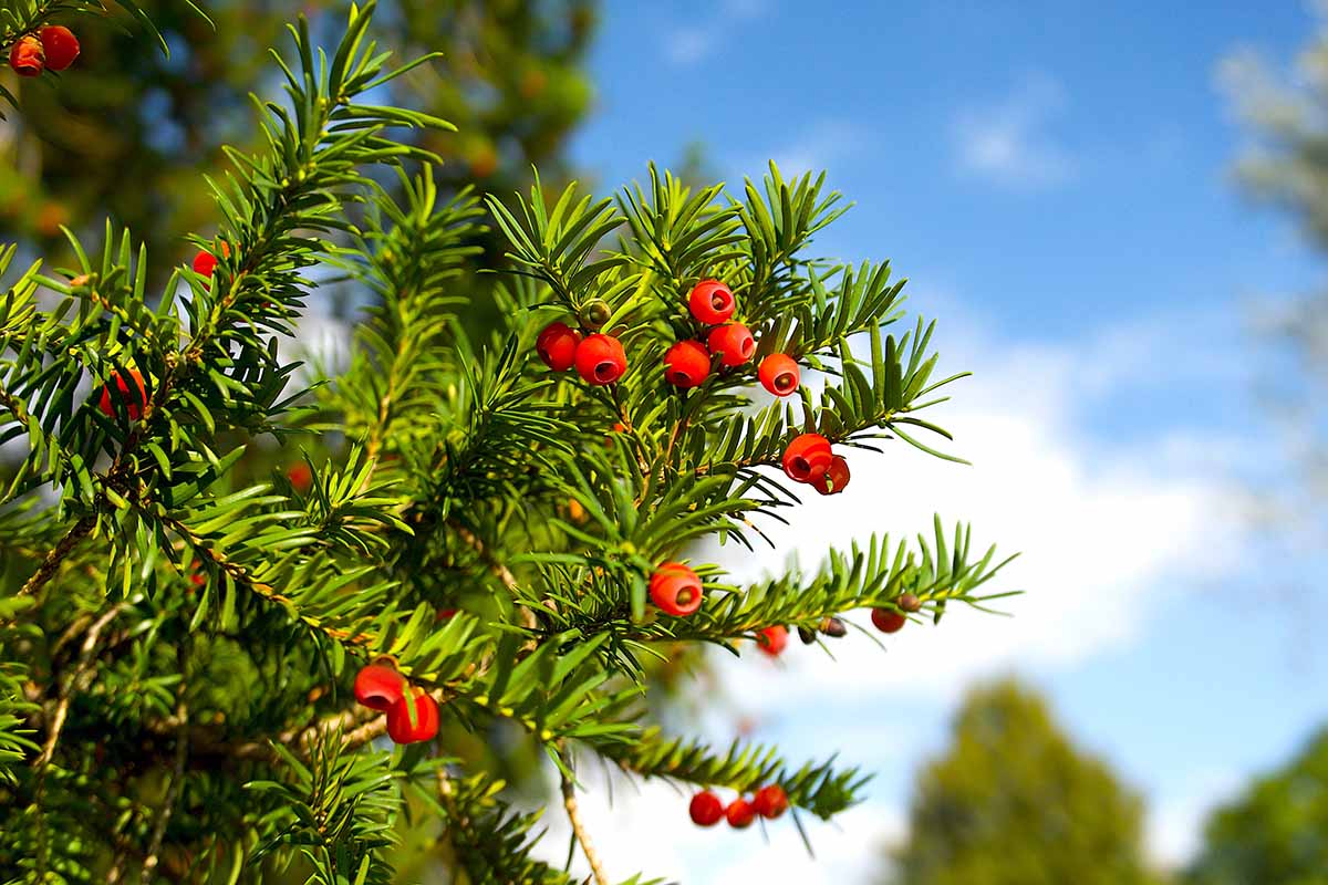 A horizontal image of the green foliage and red berries of European yew (Taxus baccaa) growing in the garden pictured on a blue sky background.