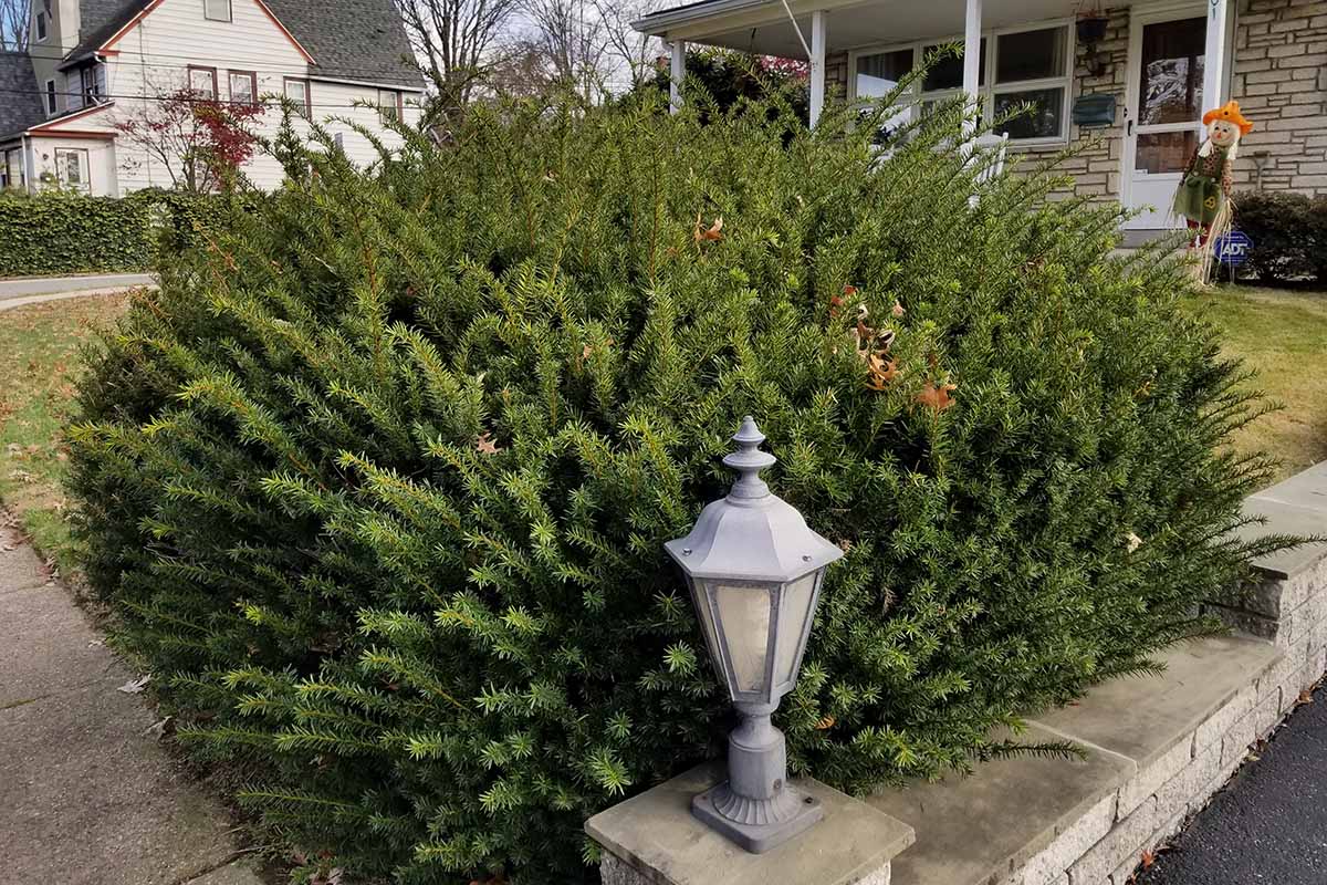 A large yew with a natural habit, planted between a white porch on the front of a house and a stone wall with a metal and glass lamp on the corner pedestal.