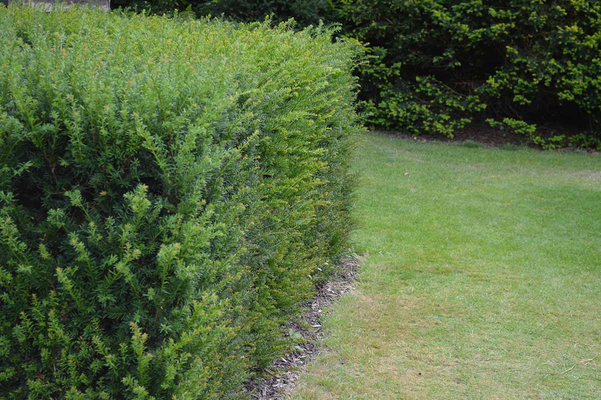 A horizontal image of a yew hedge (Taxus baccata) growing along the edge of a lawn.