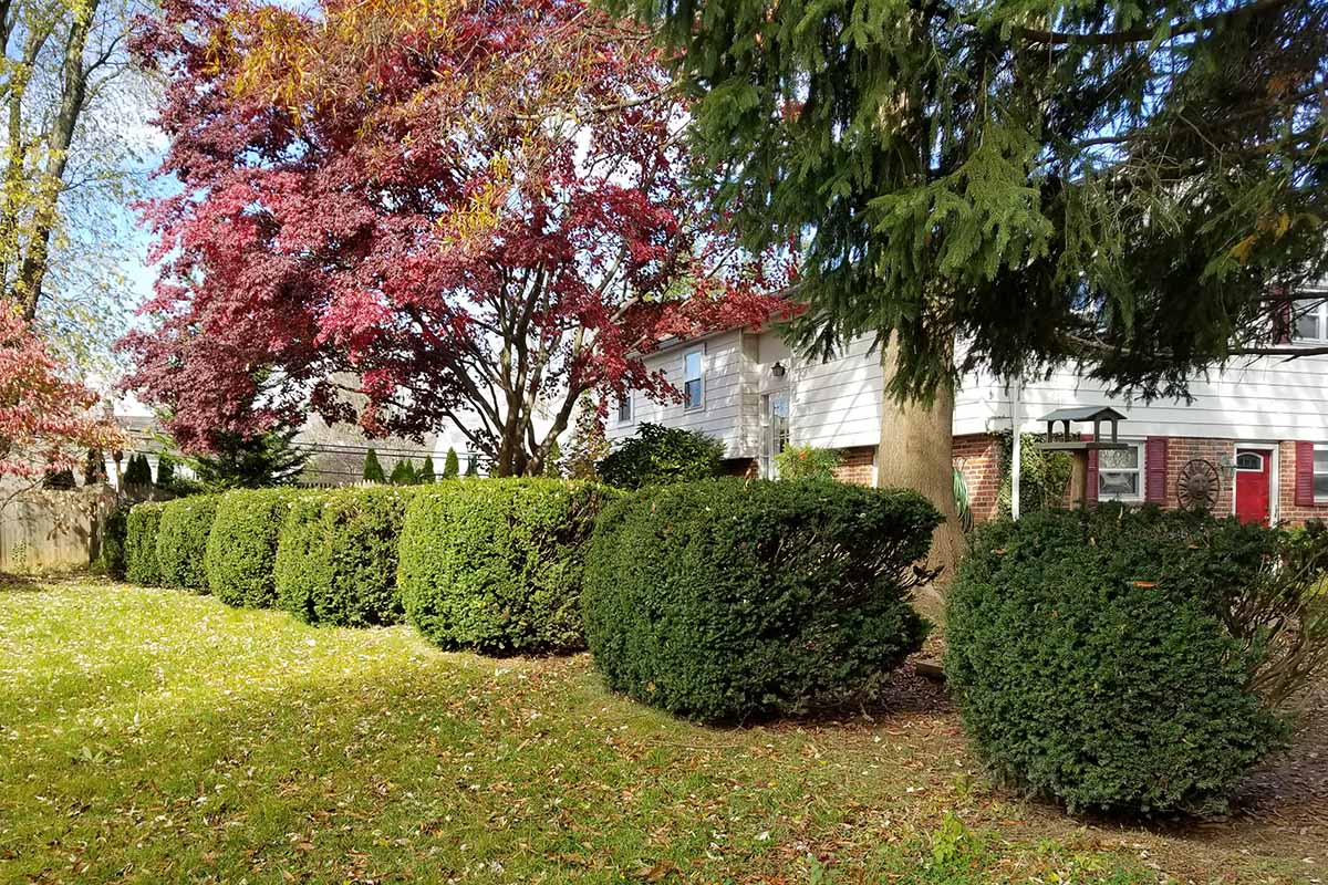 Rounded trimmed yew bushes in a row planted in a lawn in front of a house with an evergreen and a red Japanese maple tree.