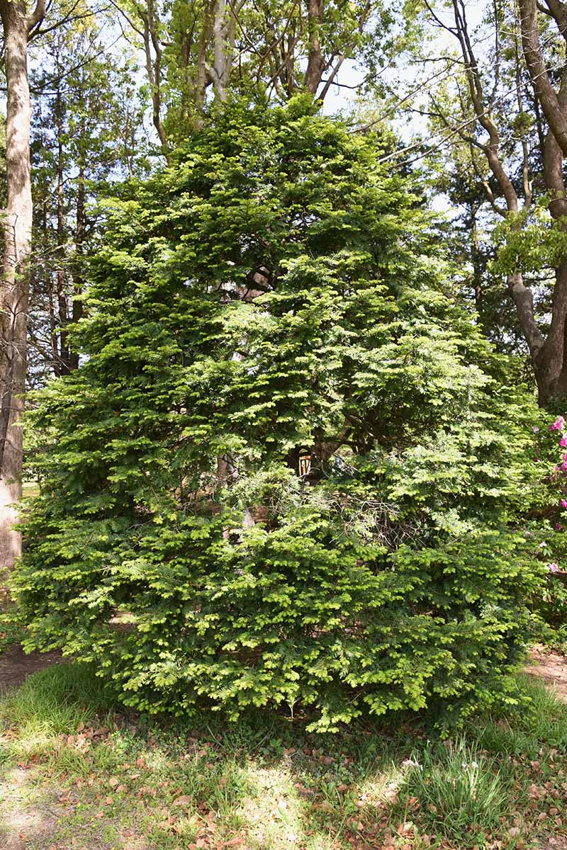 A vertical image of a Japanese yew (Taxus cuspidata) growing in a forest.