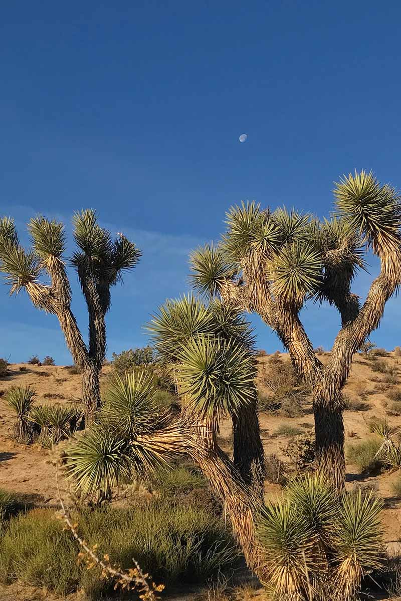 A vertical image of large Joshua trees growing in the desert with blue sky and a small moon in the background.