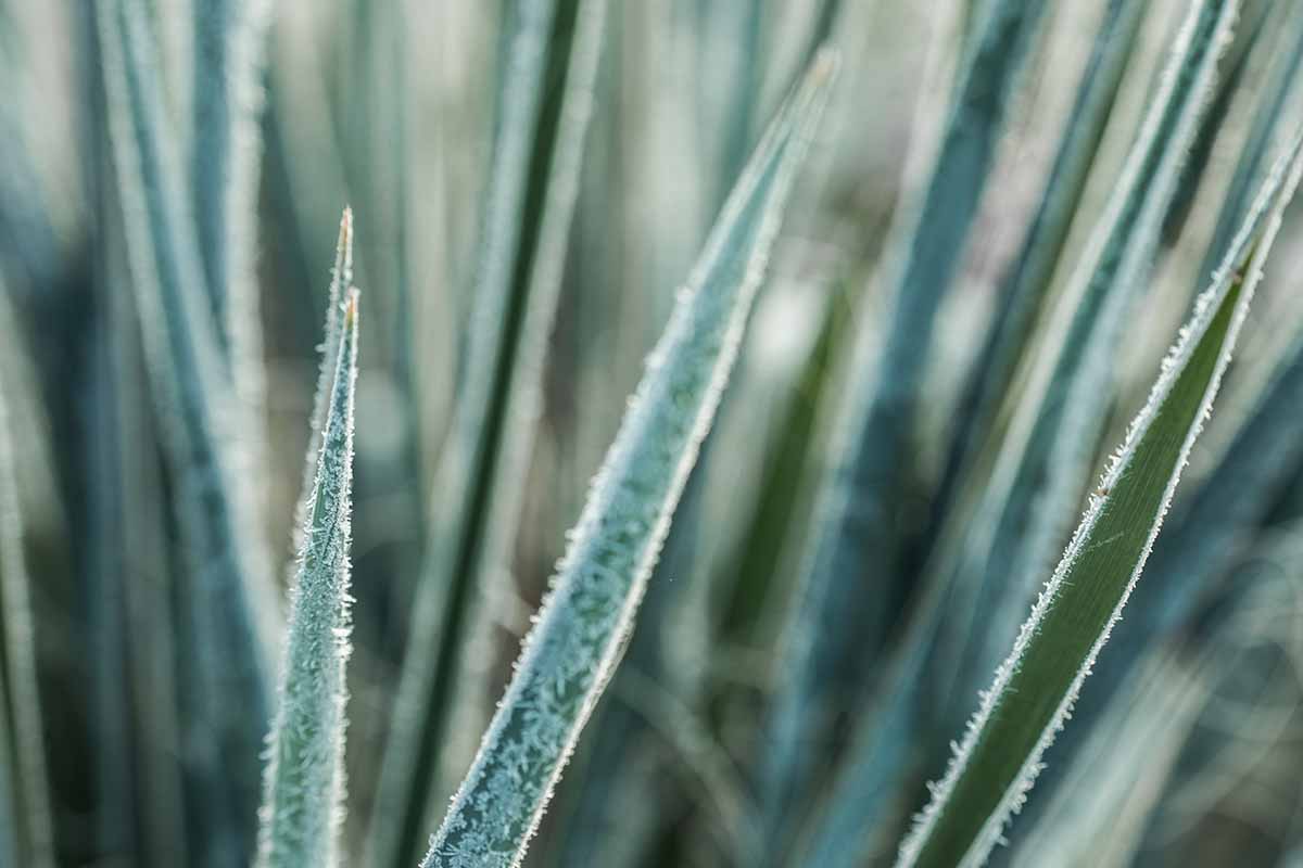 A close up horizontal image of yucca foliage damaged by frost.