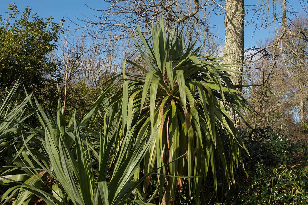 A close up horizontal image of large yucca plants growing in the garden pictured in light sunshine.