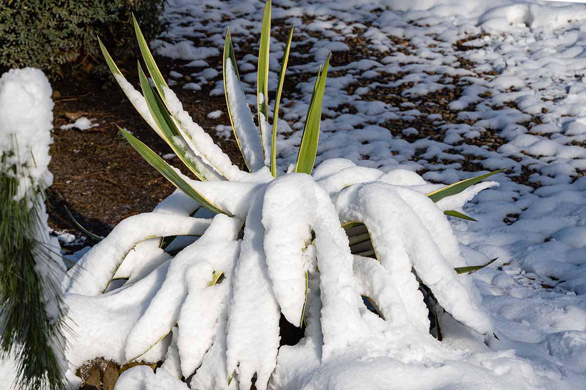 A close up horizontal image of a yucca plant covered in snow pictured in light sunshine.