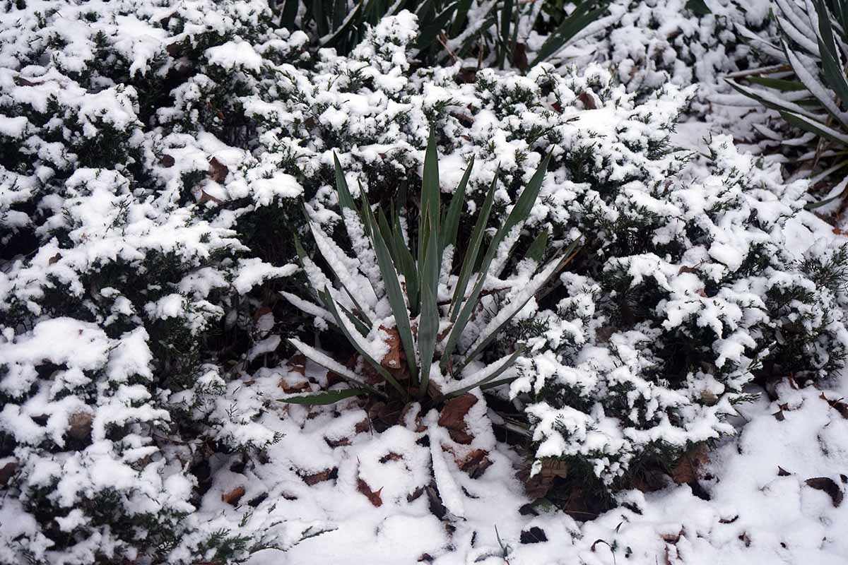 A close up horizontal image of a yucca and other plants under a covering of snow.