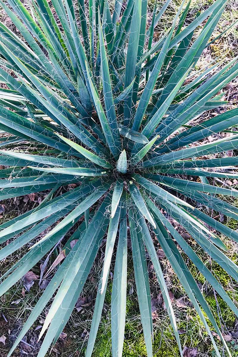 A close up vertical image of a yucca plant growing in the garden.