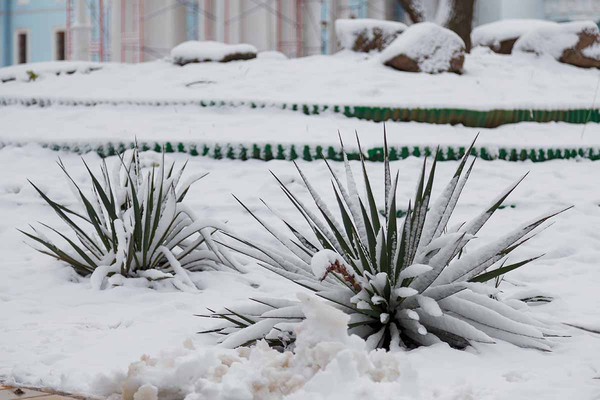 A close up horizontal image of yucca plants in the winter garden covered with a blanket of snow.