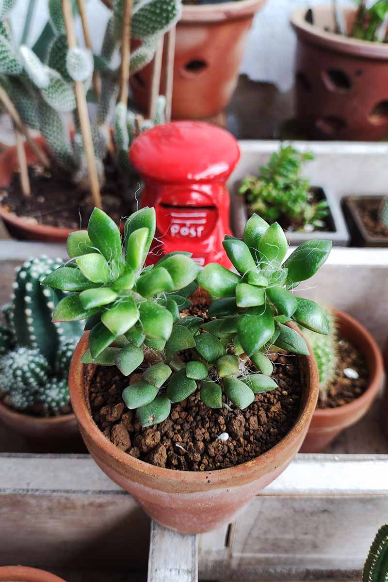 A close up vertical image of a succulent Anacampseros plant growing in a terra cotta pot with cacti in containers in the background.